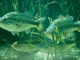 State Freshwater Fish